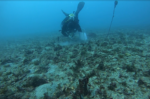 bosque posidonia oceanica