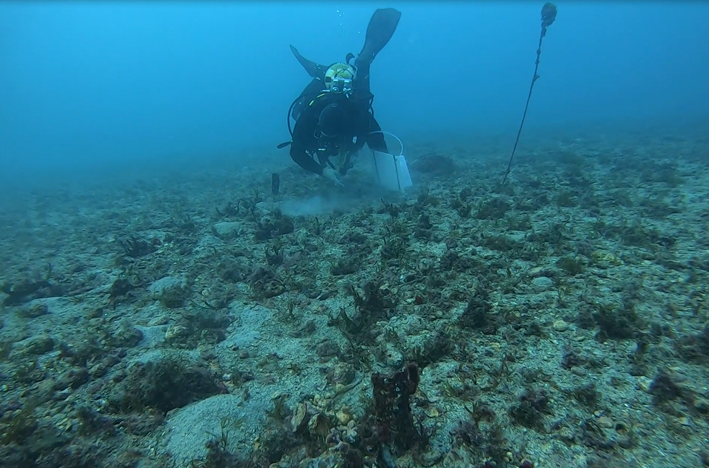 bosque posidonia oceanica