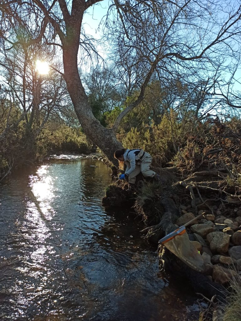 Metacomunidades acuáticas y cambio climático: un nuevo estudio revela su vulnerabilidad en la Cuenca del Guadiana